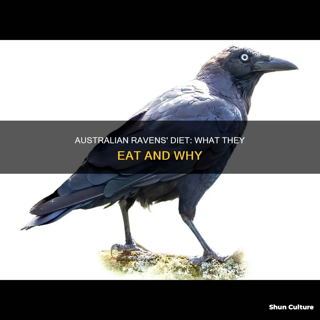 what do australian ravens eat