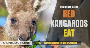 Australian Red Kangaroos: Their Diet Explored