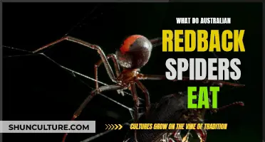 Redback Spiders: A Diet of Insects and More
