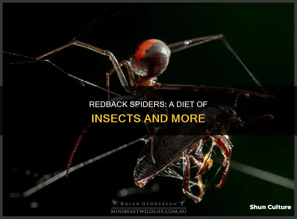 what do australian redback spiders eat