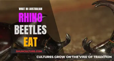 Australian Rhino Beetles: Their Unique Diet Explored