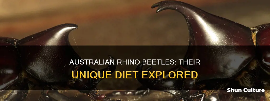 what do australian rhino beetles eat