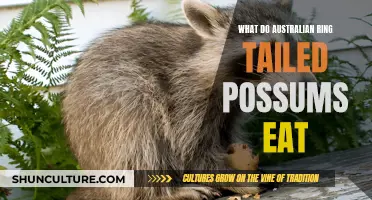 Australian Ring-Tailed Possums: Their Diet Explored