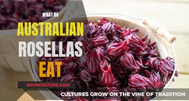 Rosellas' Diet: What Do These Australian Birds Eat?