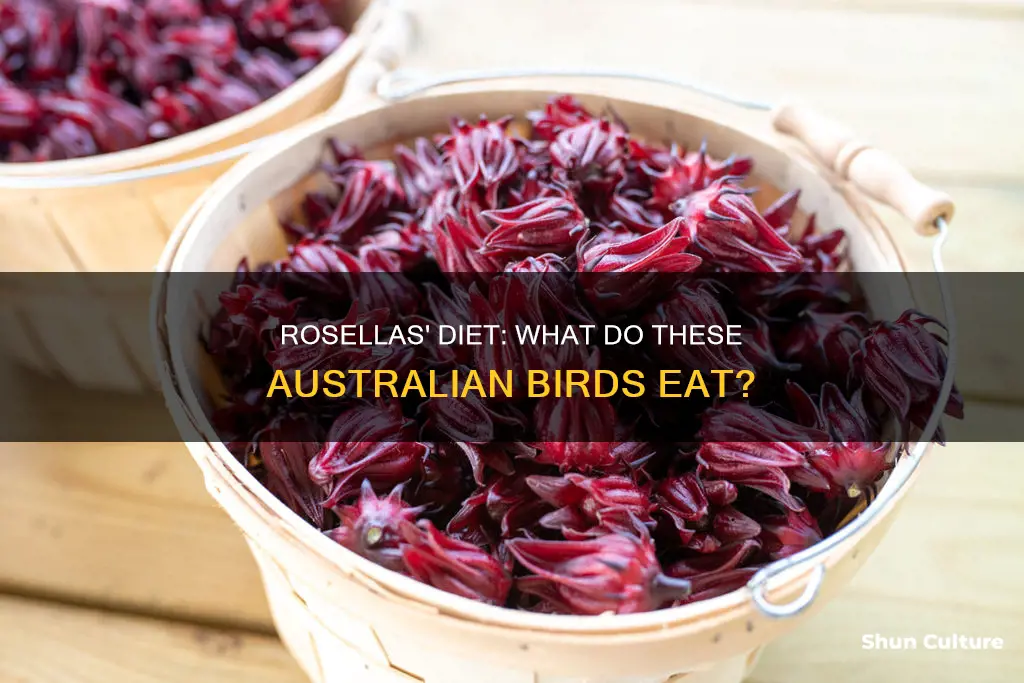 what do australian rosellas eat