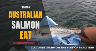 Australian Salmon Diet: What Do They Eat?