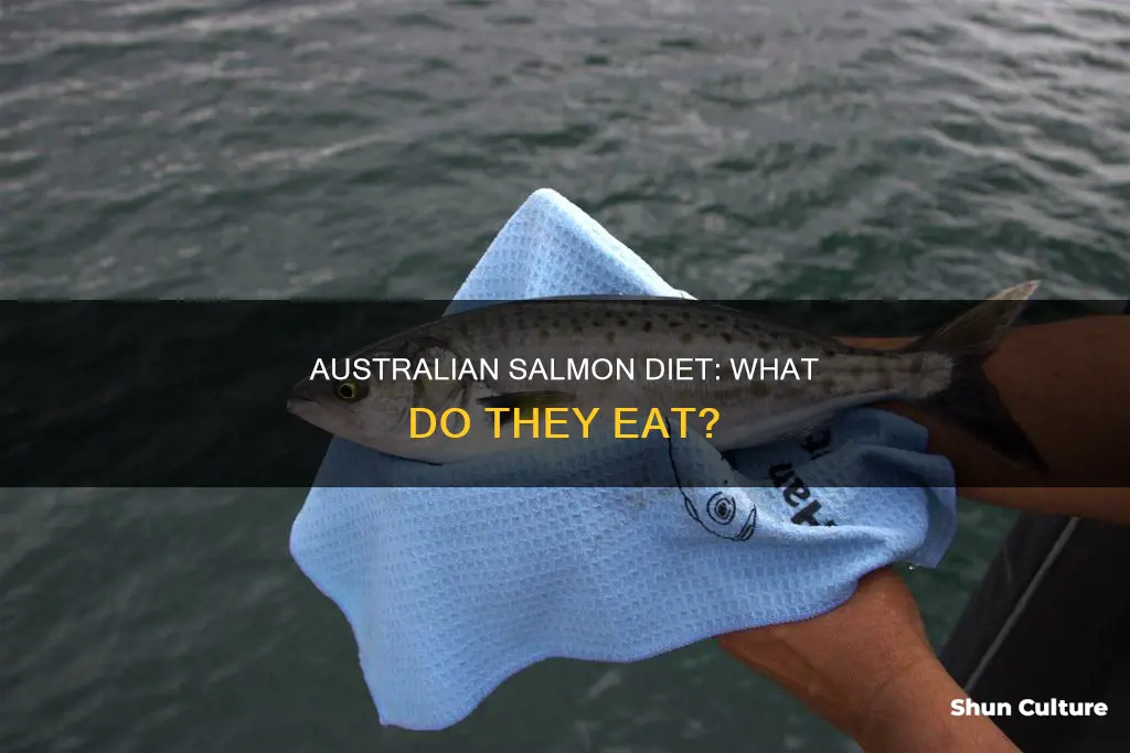 what do australian salmon eat