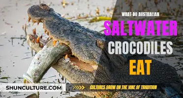 Australian Saltwater Crocodiles: Their Unique Diet Explored