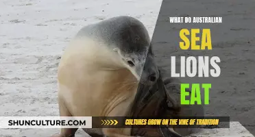 Australian Sea Lion Diet: What Do They Eat?