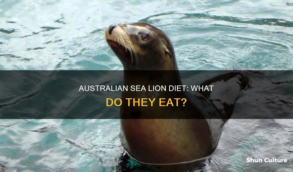 what do australian sea lions eat