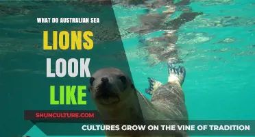 Australian Sea Lions: Distinctive Features and Characteristics