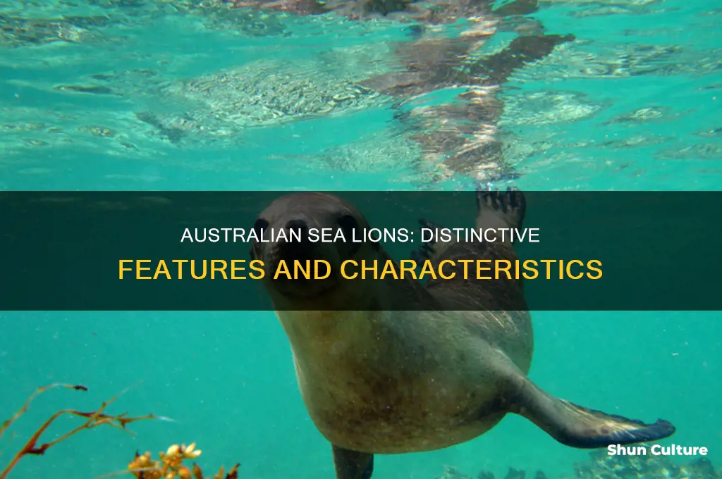 what do australian sea lions look like