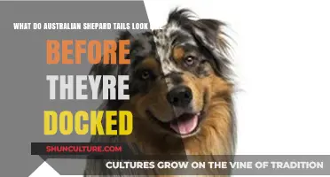 Australian Shepherds: Natural Tail Appearance Explored