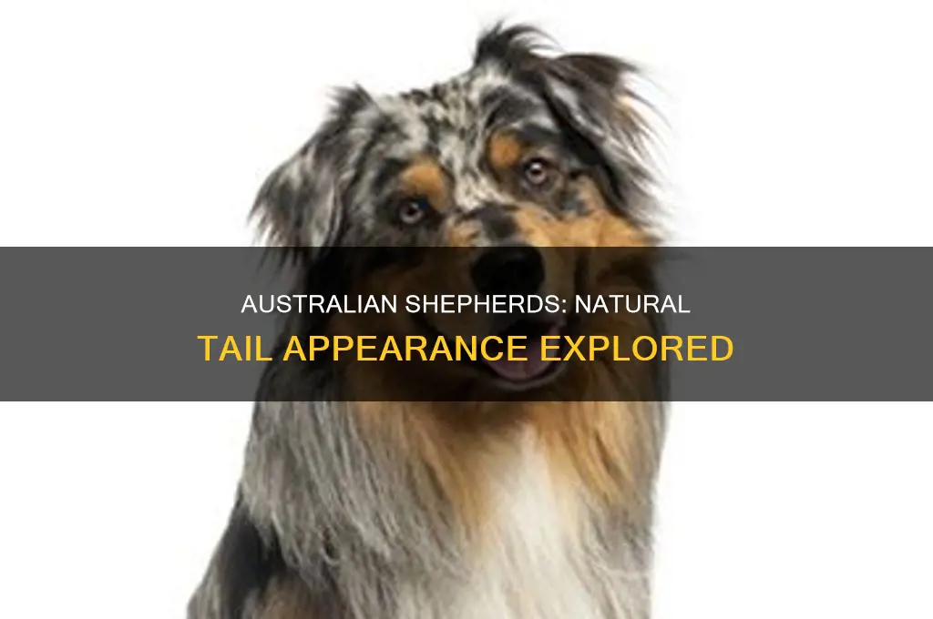 what do australian shepard tails look like before theyre docked