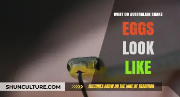 Snake Egg Identification: Australian Edition