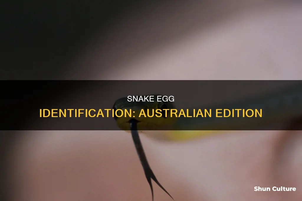 what do australian snake eggs look like