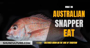 Snapper Diet: What Do Australian Snapper Eat?