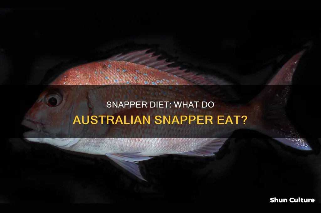 what do australian snapper eat
