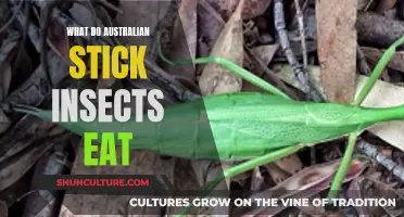 Australian Stick Insects: Their Diet and Nutrition Requirements
