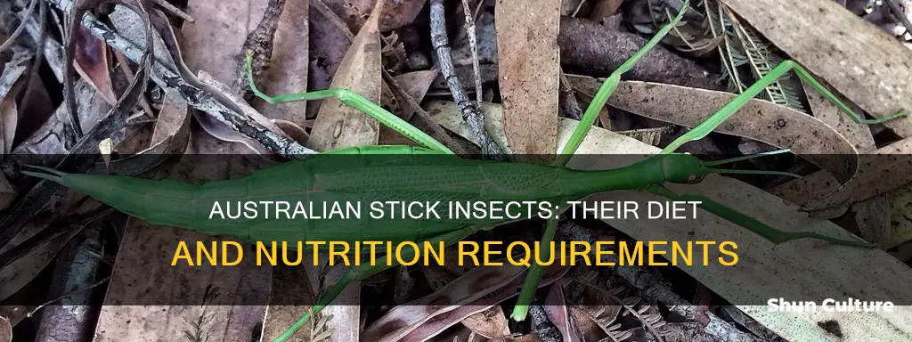 what do australian stick insects eat