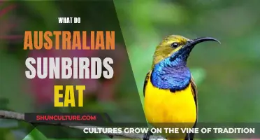 Australian Sunbirds' Unique Diet: Nectar, Insects, and More