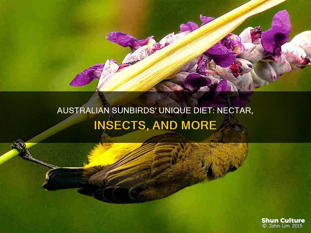 what do australian sunbirds eat