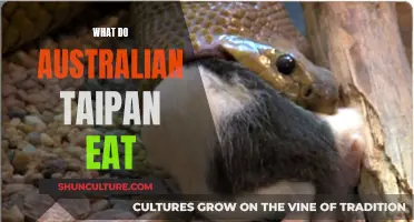 The Australian Taipan's Deadly Diet: What They Eat and Why