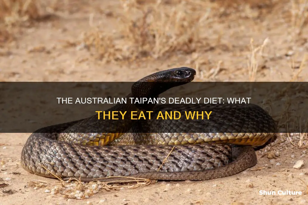 what do australian taipan eat