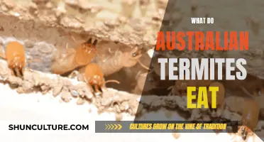 Termites' Diet Down Under: What Do Australian Termites Eat?