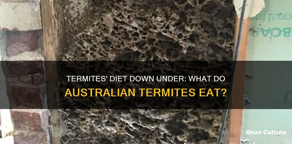 what do australian termites eat