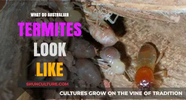 Termite Appearance in Australia: What You Need to Know
