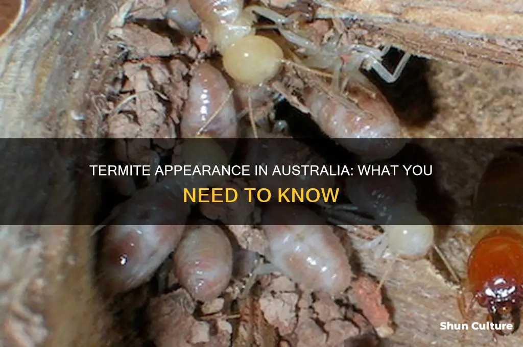 what do australian termites look like