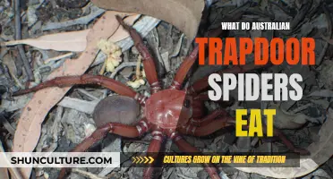 Trapdoor Spider Diet: What Do They Eat in Australia?