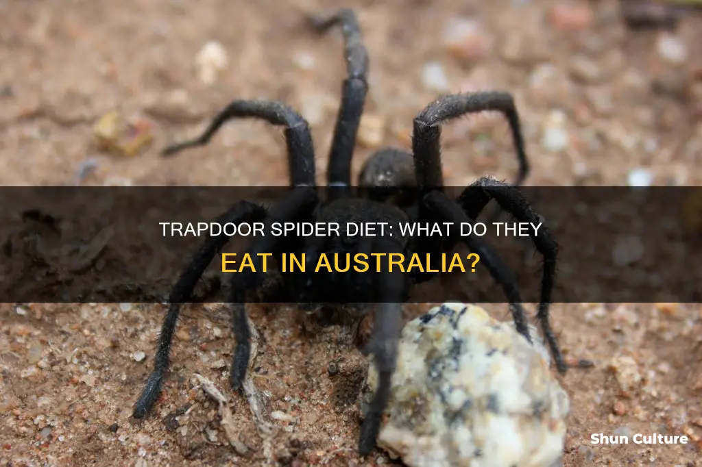 what do australian trapdoor spiders eat