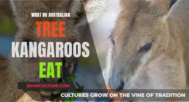 Tree Kangaroos' Diet: What Do They Eat in Australia?