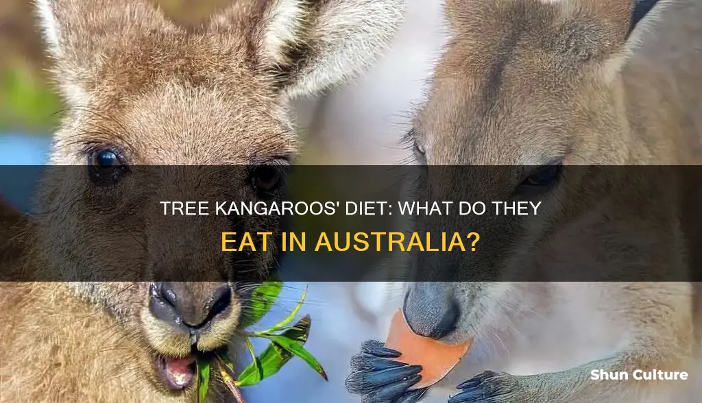 what do australian tree kangaroos eat