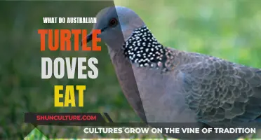 Tasty Treats for Australia's Turtle Doves: A Diet Exploration