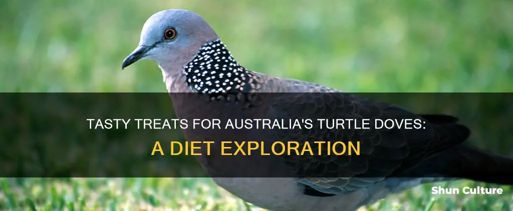 what do australian turtle doves eat