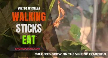 Australian Walking Sticks: What's on the Menu?