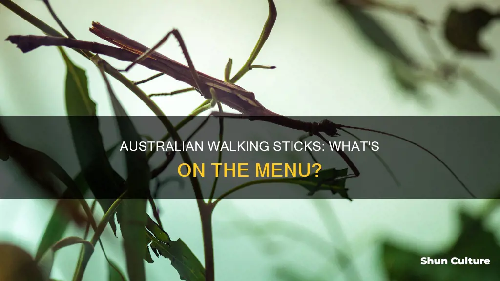 what do australian walking sticks eat