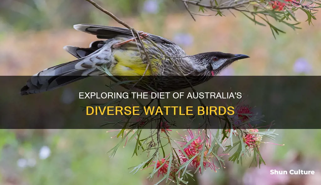 what do australian wattle birds eat