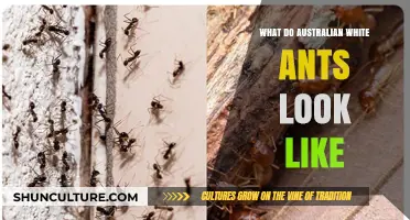 White Ant Identification: Australian Species Guide