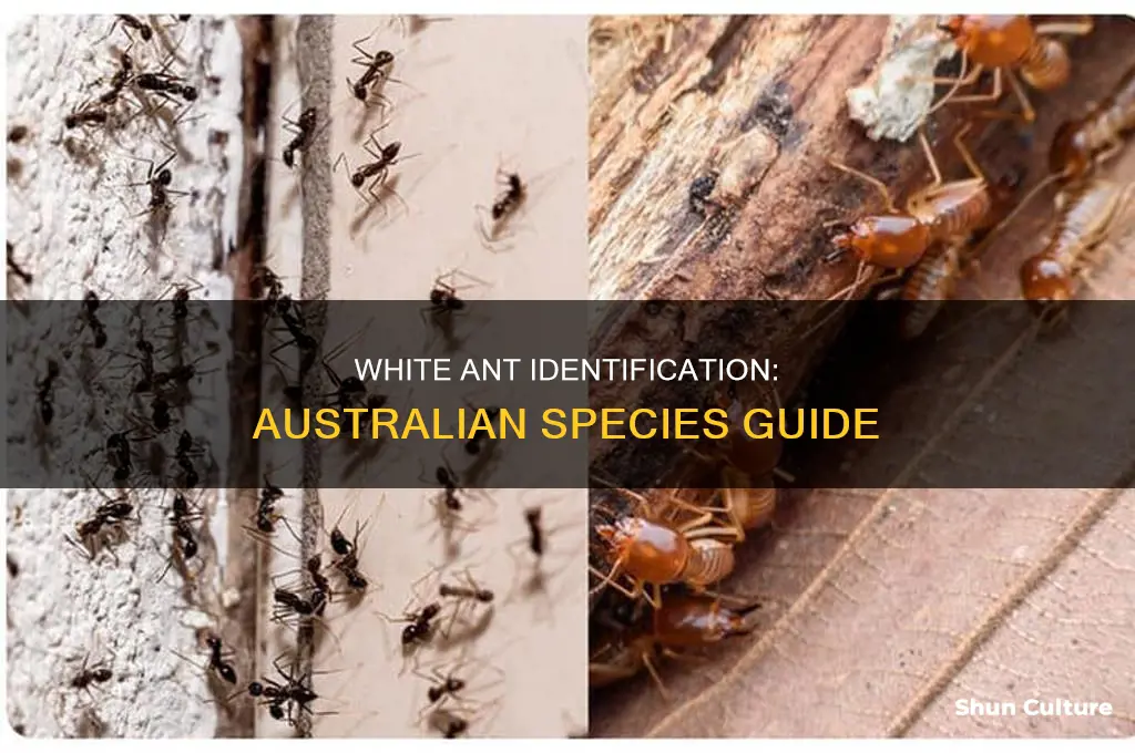 what do australian white ants look like