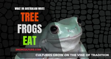 Feeding Australian White Tree Frogs: A Diet Guide