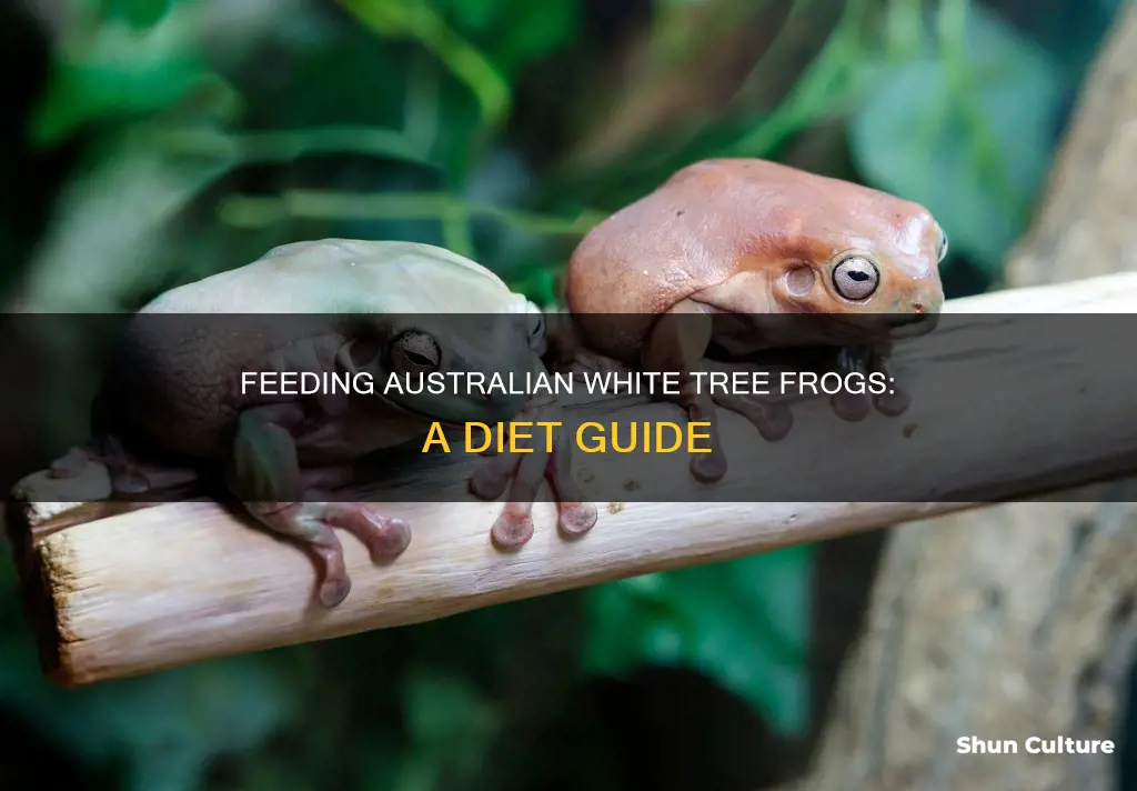 what do australian white tree frogs eat