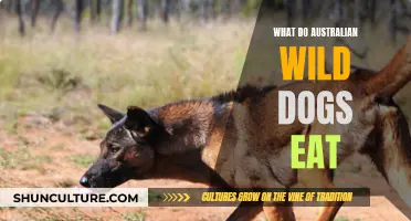 Australian Wild Dogs: Their Unique Diet Explored