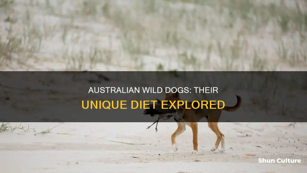 what do australian wild dogs eat
