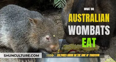 Wombats' Favorite Foods: A Guide to Australian Wombat Diet