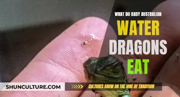 Feeding Baby Australian Water Dragons: A Diet Guide