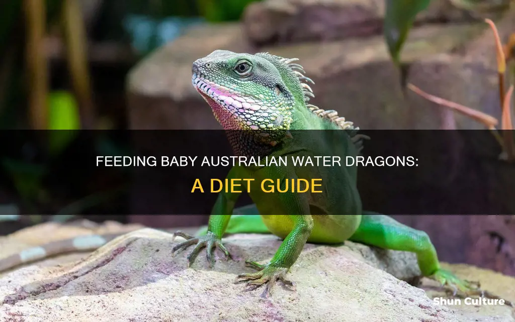 what do baby australian water dragons eat